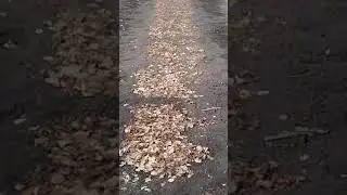 посевы березы после зимы.