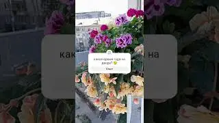 сегодня #garden #plants #gardening #сад