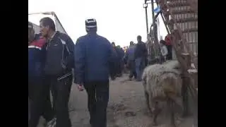 КУЧКАК МОЛ БОЗОР АВАЛГИ ЖОЙИГА КАЙТДИ