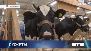 ЗВЁЗДЫ ПОДМОСКОВЬЯ