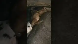 самая удобная поза: на маме кверху попой :) 