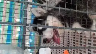 Wake up husky puppies