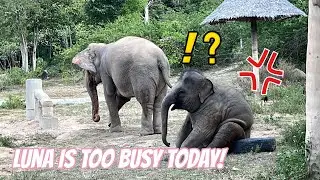 Luna is Playing with Tire and Then Busy Chasing Chickens Out Of Her Way!