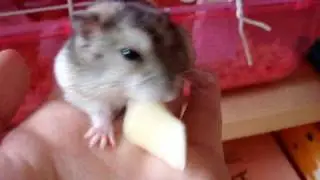 Khosho muching on an apple