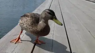 BRAVE DUCK PICK UP A FOOD FROM RUSSIAN TOURIST