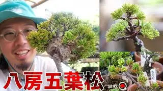 【大量入荷】みんな大好き！八房五葉松で豆盆栽を作る【盆栽Q】