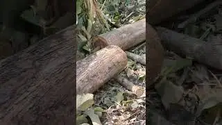 Panen Kayu Jati lokal di kebun sendiri, D 40cm Up 🪵 