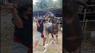 Cara Qurban toraja. sekali tebas putus