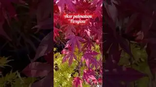 Acer palmatum “Fireglow” … 