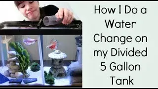 How I Do A Water Change On A Divided 5 Gallon Aquarium