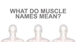 What Do Muscle Names Mean? A-Z