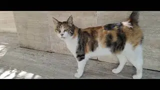 Cat Walking to the Camera