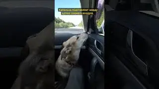 мою собаку зовут Капелька