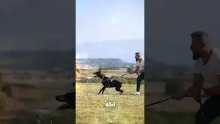 سگ هایی که تحمل گرمای بالایی دارند 🔥 #shorts #سگ