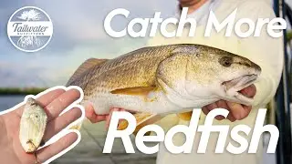 Catch Tons Of Redfish Easily Using Cut Bait - Here's How!