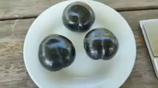 Слива диплоїдна сорт Фріар (plum Friar). Дегустація та огляд плодів. Частина ІІ