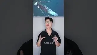 Ikan ini Bisa MEMPREDIKSI TSUNAMI?