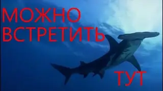 70 километров песчаного пляжа. Марса Алам. Здесь можно встретить акулу.