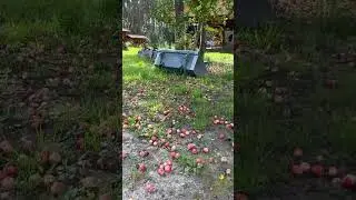 Яблокопад. Простое житейское счастье Тракторильни