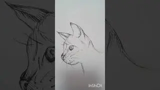 Как нарисовать кошку🐈
