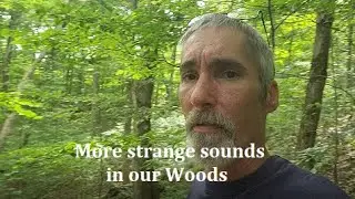 More strange sounds in our Woods at Night