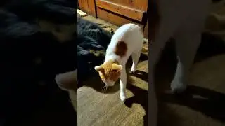 Межвидовой союз: секрет гармоничного сосуществования АЮНЫ и БЕЛЯША🐾🤝🌎💕🐺🐻
