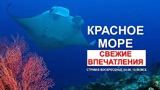 Прямой эфир в воскресенье: Отчет о дайвинг-сафари в Красном море