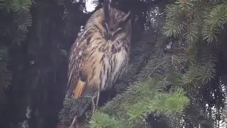 Совы в Питере