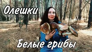 Олешки. Сбор грибов: белые, маслята, зеленухи.