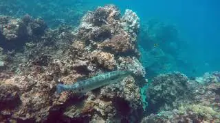 Beautiful day of snorkeling at world famous Honolula Bay with Barracuda, Maui-Hawaii by GoPro