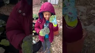 Harvesting Our First Broccoli | #urbangardening #growbags