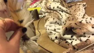 Сова! Сипуха Фидель! Сова чистит перья! Сова и её перо!
