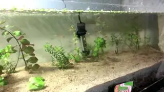 Bumblebee cichlid fry eating.