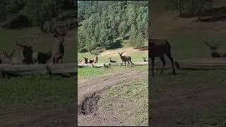АЛТАЙ!❤️А вот и моралы, перед срезкой рогов! ЭКСКЛЮЗИВ!!!