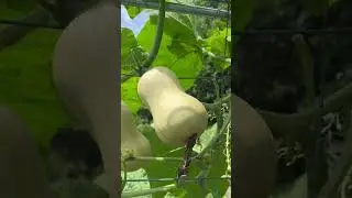 how many butternut squash per plant? 奶油南瓜一棵结多少？8/4/2024