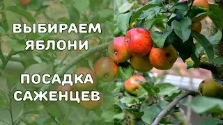 ВЫБИРАЕМ ЯБЛОНИ. Посадка яблони: особенности. И ОБЗОР СОРТОВ для Приморья
