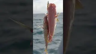 The double hookup out on the reef! #fishingaustralia #fishing #bass #usa  #greatbarrierreef
