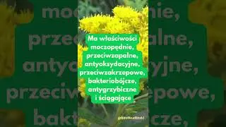 Nawłoć to "paskudny" chwast ale ma wiele wlasciwosci prozdrowotnych #herbs