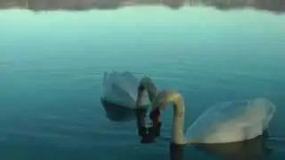 swan love dance  HD