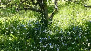 16. Early May Sun and Flowers