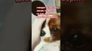 ну ок😐 #memes #тренд #shorts #dog