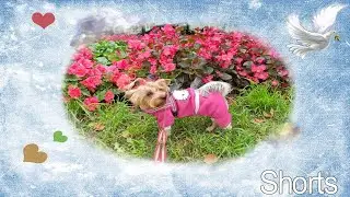 Фанни  нюхает цветы.