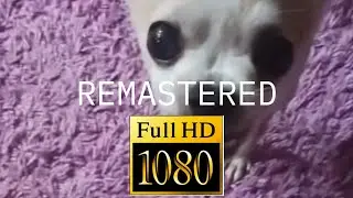 Подборка видео с Жулькой | Remastered in 1080p Edition
