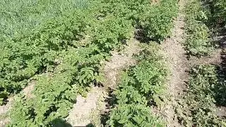 Potatoes in June: Planting and Care Mistakes, and Precursors
