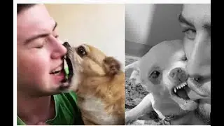 Riendo con los momentos más divertidos e inquietantes  Gato y perro #  12 Divertidos TV !