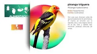 🐦Compendio: Las Aves del IPN. 4 (final)
