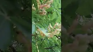 Розовый каштан #цветы