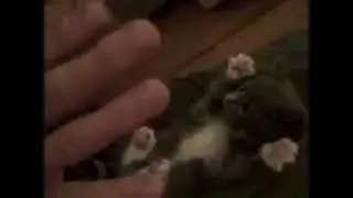 Забавный кот