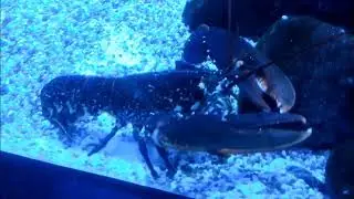 Камчатские крабы и тихоокеанские омары.