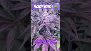 Blüte Tag 39 Oreoz Og strain  #420 #seedtoharvest #crazybud